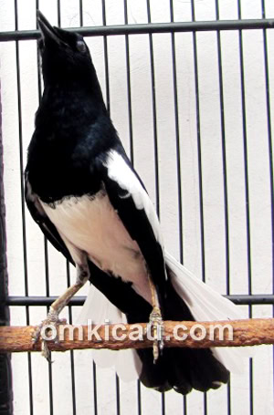 Kacer Syekh Jatayu