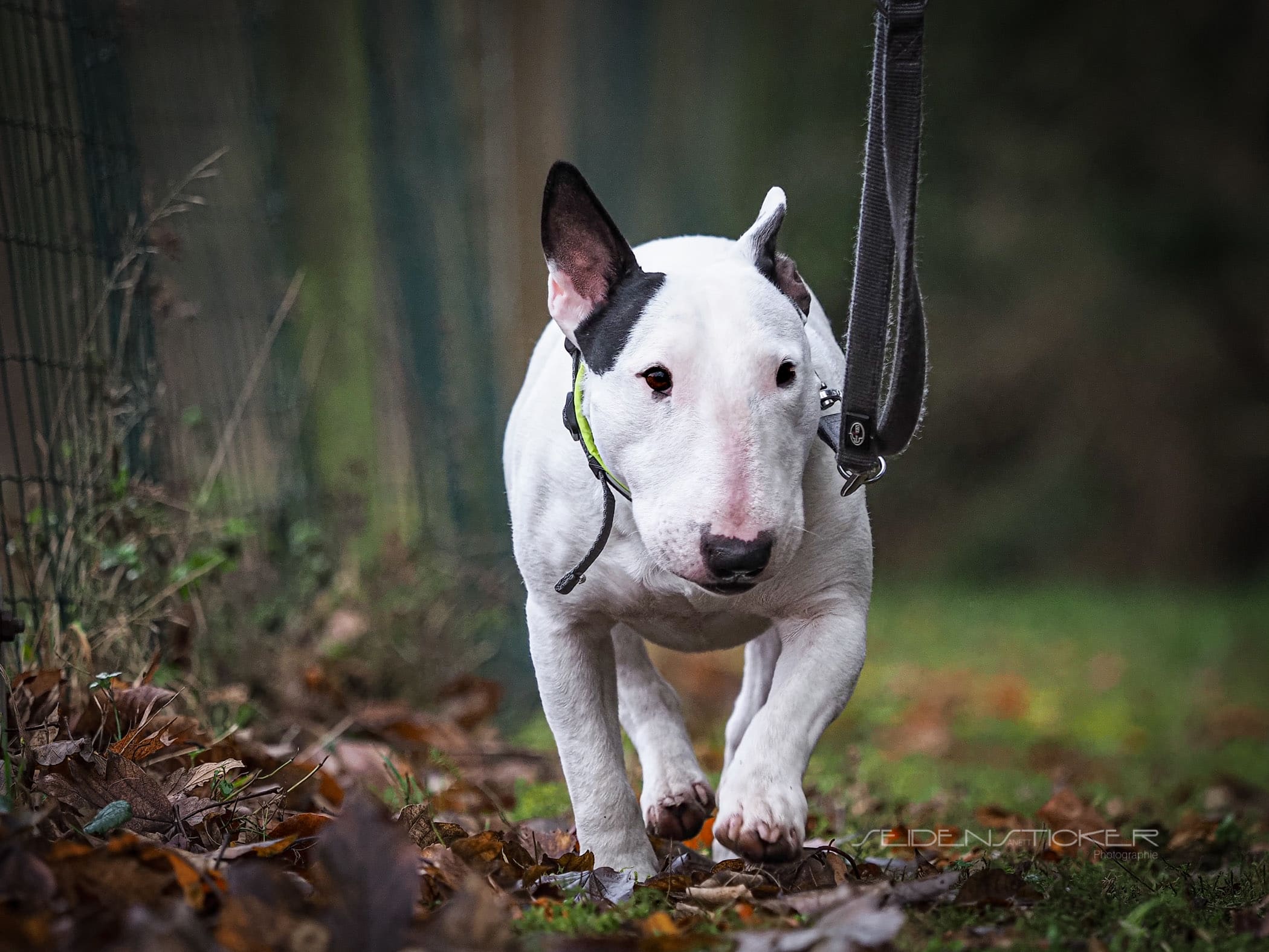 Anett Seidensticker Fotografie Hannover