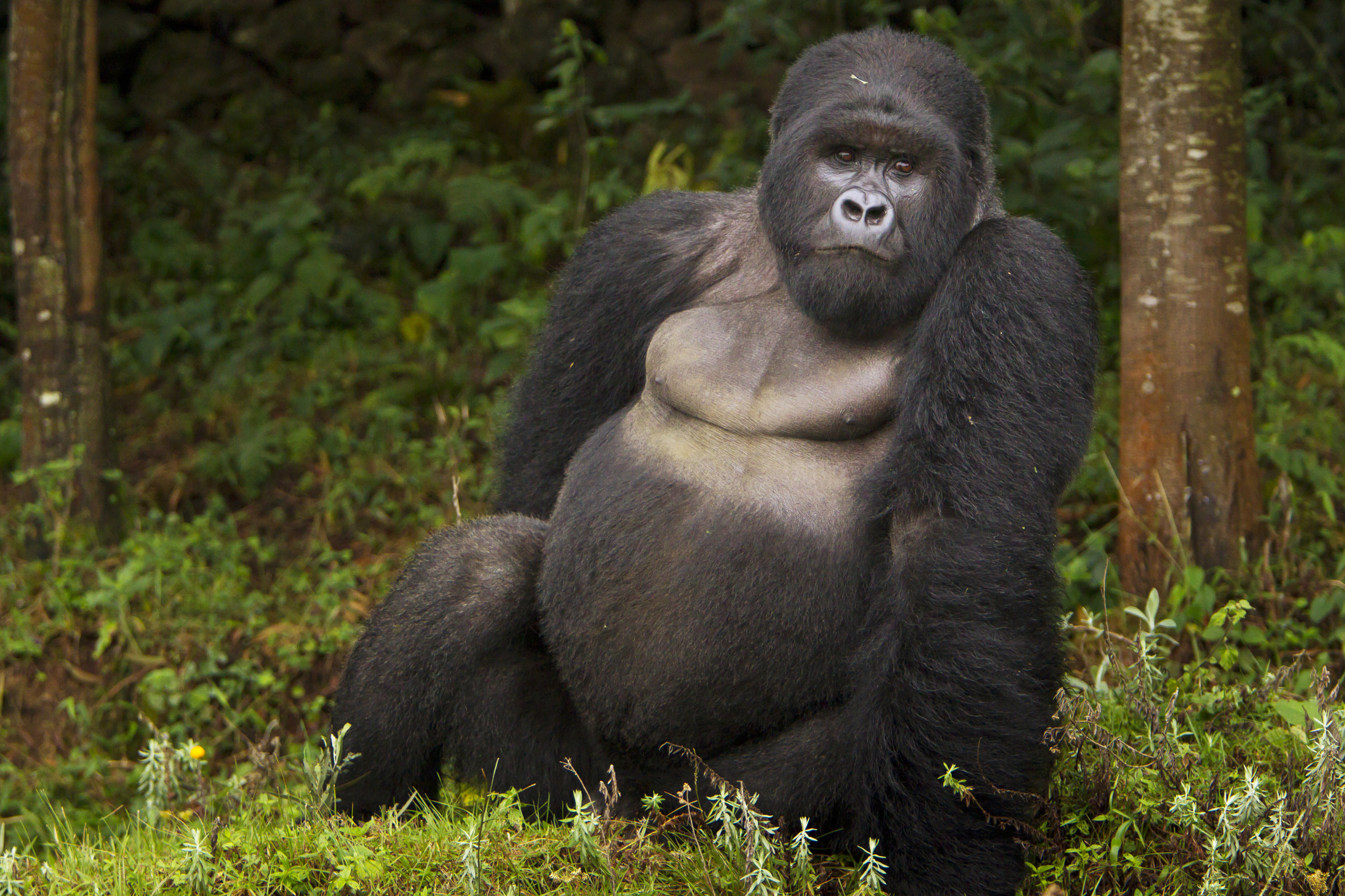 Bwindi impenetrable