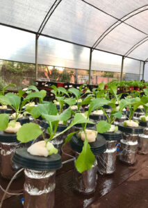 The researchers tried to understand the interaction between nanoparticles and plants, using a hydroponics scheme and image analysis. - Photo: State University of Londrina