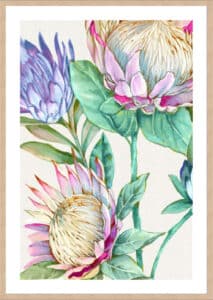 Wild King Protea - 5cm White Border Box Natural