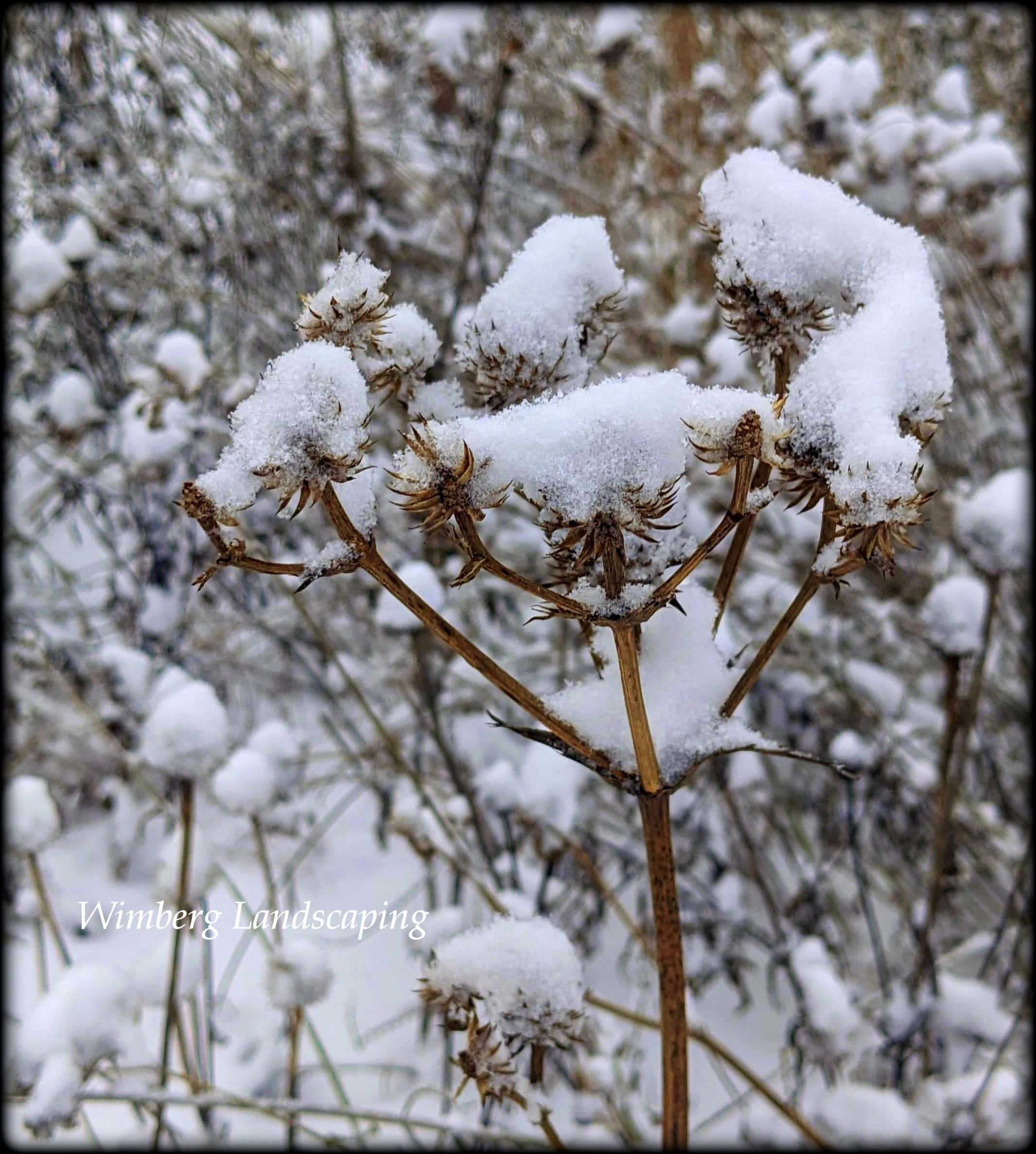 Read more about the article Wishing for More Snow
