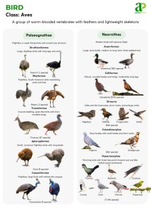 Do Bird Prefer Open Or Forested Areas