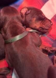 Dobermann cuccioli Allevamento della Selviata
