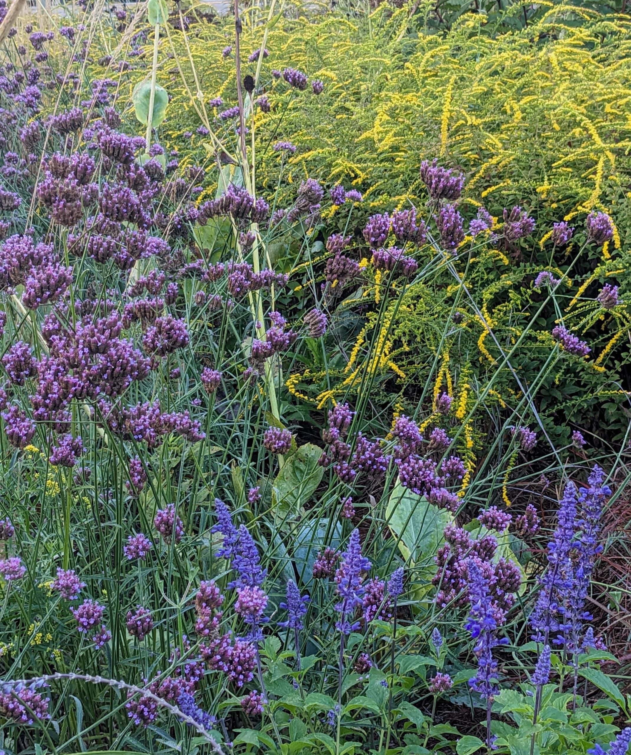 Read more about the article Rethinking Annuals and Other Garden Traditions