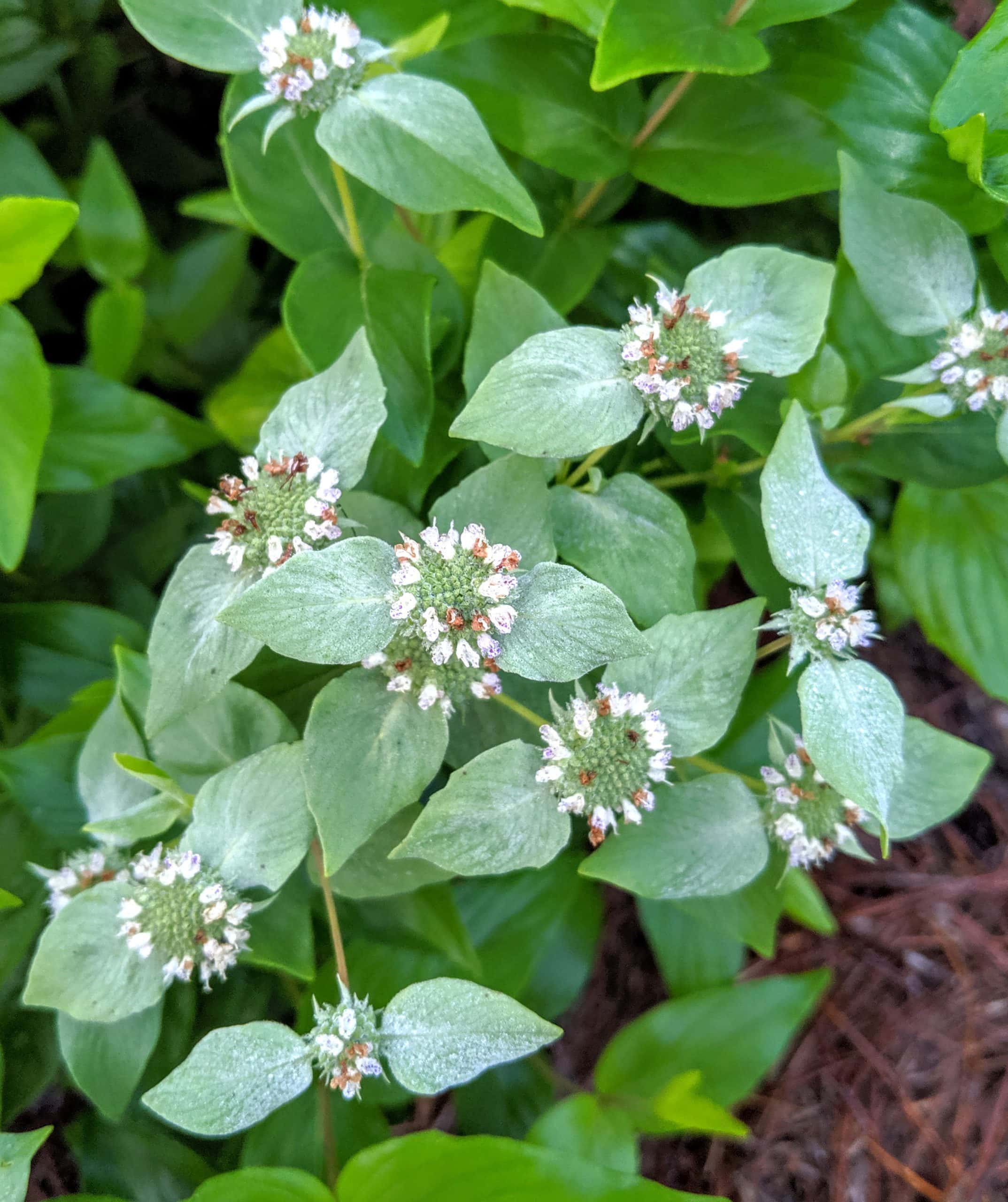 Read more about the article It is a Pollinator Plant But