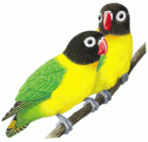 Lovebird menarik minat untuk disilangkan