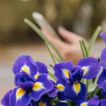 Fioletowe irysy z żółtym środkiem trzymane w ręku