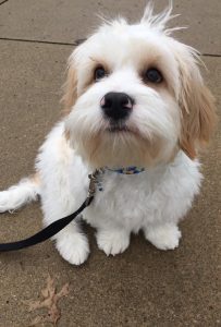 melanie is involved in dog rescue