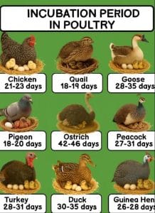 How Long Does It Take for Bird Eggs to Hatch