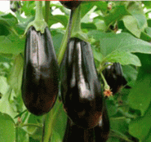 BERENJENAS ECOLOGICAS