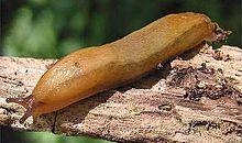 Slug, Arion fuscus Dusky Arion Slug called Dusky Arion or Arion Fuscus