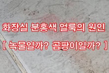화장실 분홍색 얼룩의 원인 [ 녹물일까? 곰팡이일까? ]