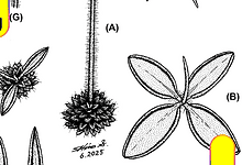Todo sobre la nueva especie de planta carnívora en Hidalgo.