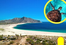 vida marina en Baja California