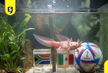Paco ajolote resultados del Mundial