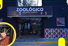 monos araña Zoológico de Tulancingo