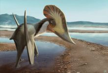 Nuova specie di pterosauro Kariridraco dianae