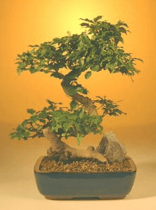 Flowering-Ligustuim-Large-Curved-Trunk