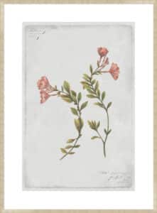 Epilobium Rigidum - 10cm Mount Board Sm. Box Champagne 