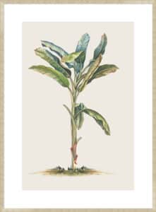 Tropical Daydream II - 10cm Mount Board Sm. Box Champagne 