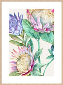 Wild King Protea - 10cm Mount Board Box Natural