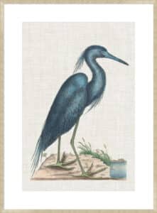 Catesby Heron II - 10cm Mount Board Sm. Box Champagne 