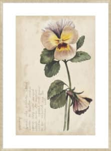 Garden Studies I - 10cm Mount Board Sm. Box Champagne 