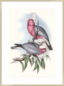 Pastel Parrots III - 10cm Mount Board Sm. Box Champagne 