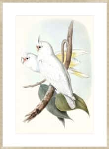 Pastel Parrots II - 10cm Mount Board Sm. Box Champagne 
