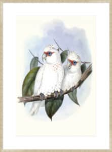Pastel Parrots IV - 10cm Mount Board Sm. Box Champagne 