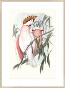 Pastel Parrots I - 10cm Mount Board Sm. Box Champagne 