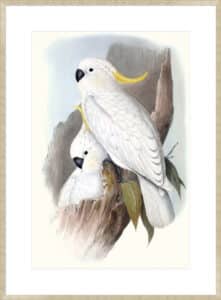 Pastel Parrots V - 10cm Mount Board Sm. Box Champagne 