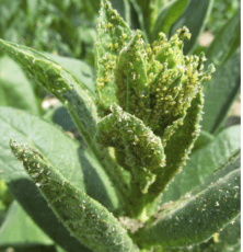 Figure 1: Tobacco plants heavily infested with aphids, green morph (left) and red morph (right)