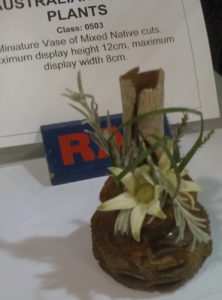 Miniature Aust Native