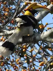 Bird Nesting Festivals