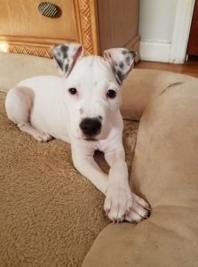 dog lover rick brenis with his dogs