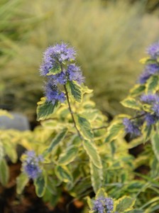 orechokridlec s panasovanymi listy