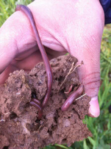 To improve soil structure, organic carbon applications are required to return the soils’ capacity to sustain a healthy soil microbiome. - Photo: David Cook