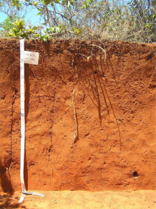 Knowledge about carbon stocks contributes to a sustainable usage of the soil. - Photo: Maria de Lourdes Mendonça dos Santos Brefin