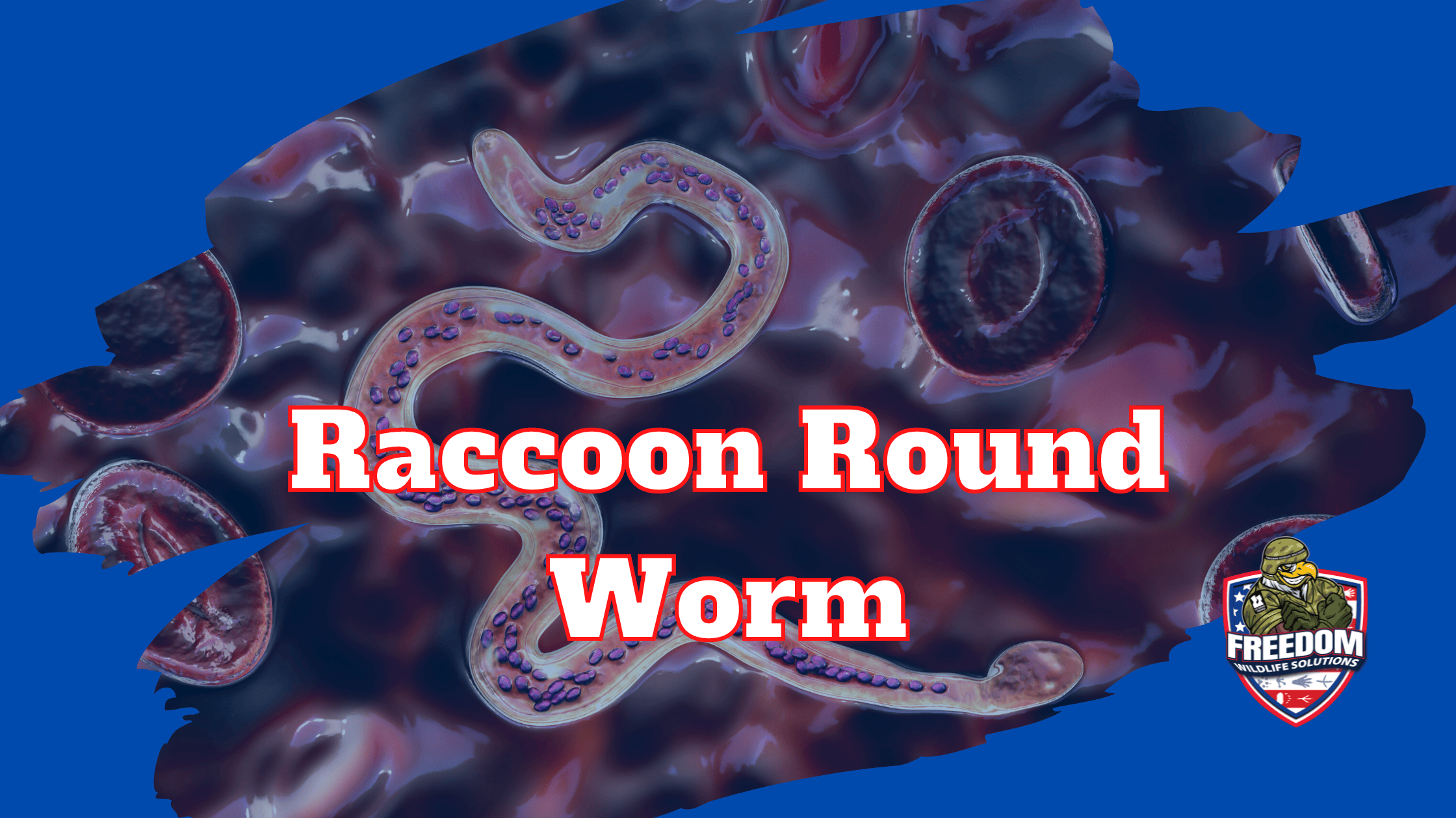 Raccoon Round Worm