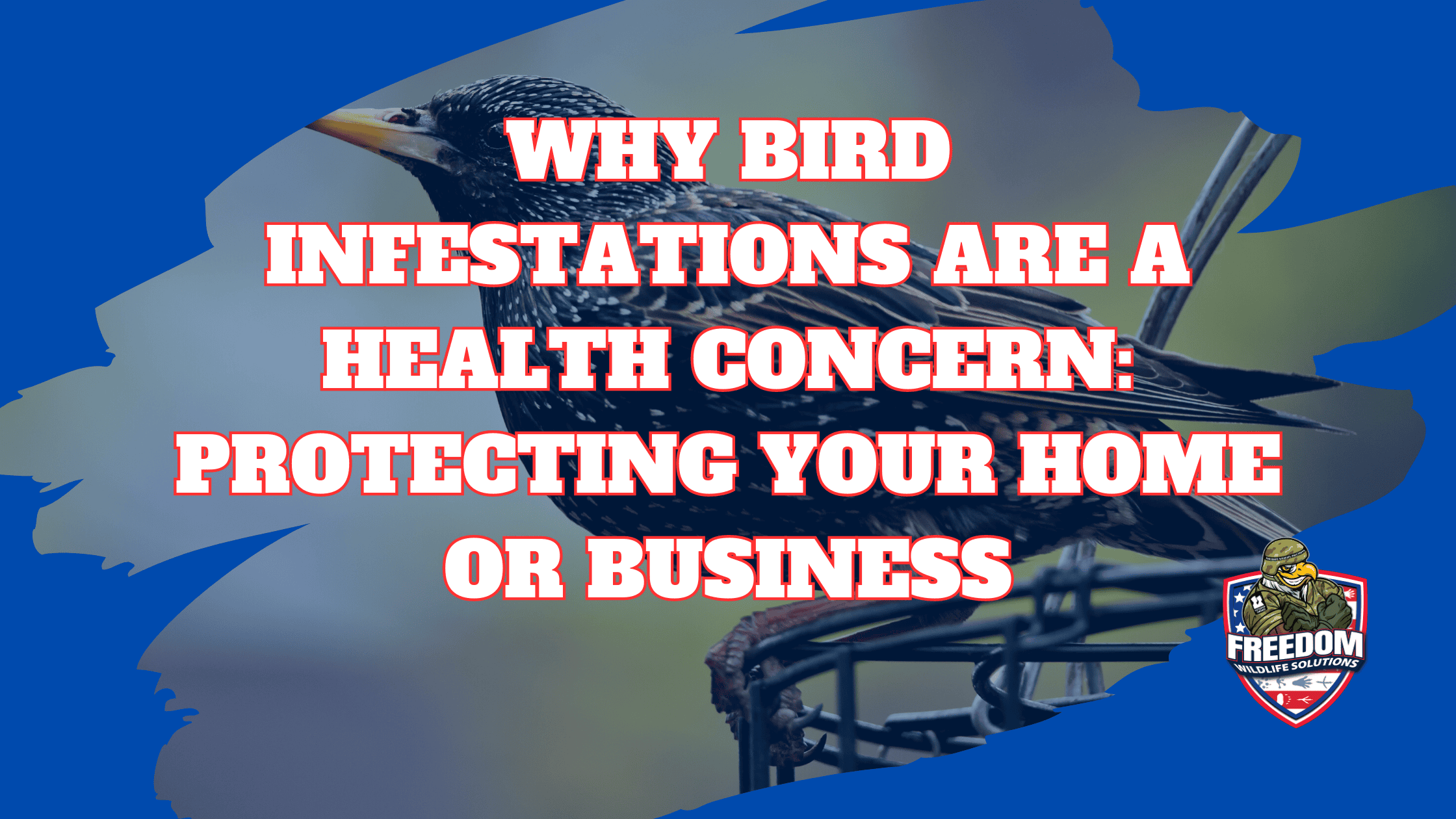 Bird Diseases