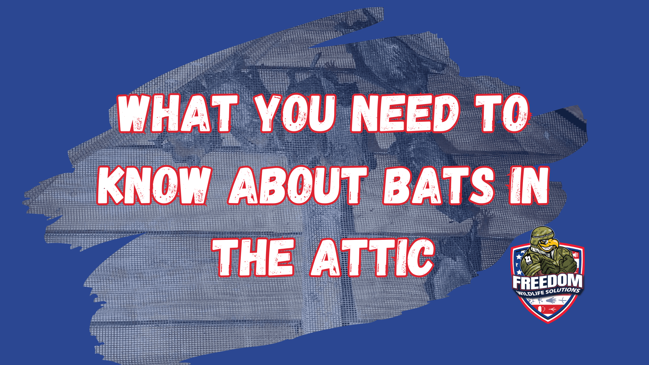 bat in the attic