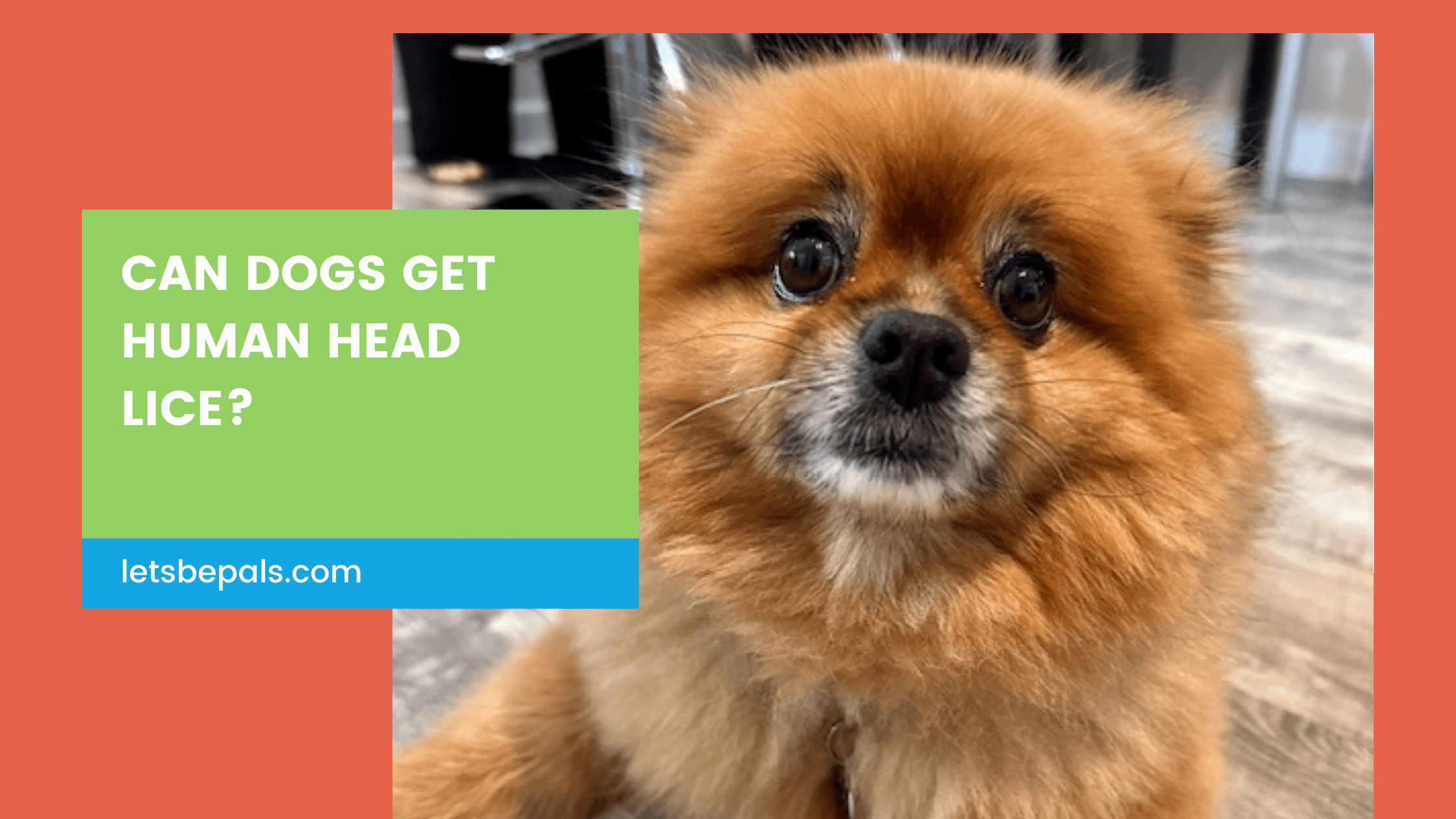 can dogs get lice? Pals explains