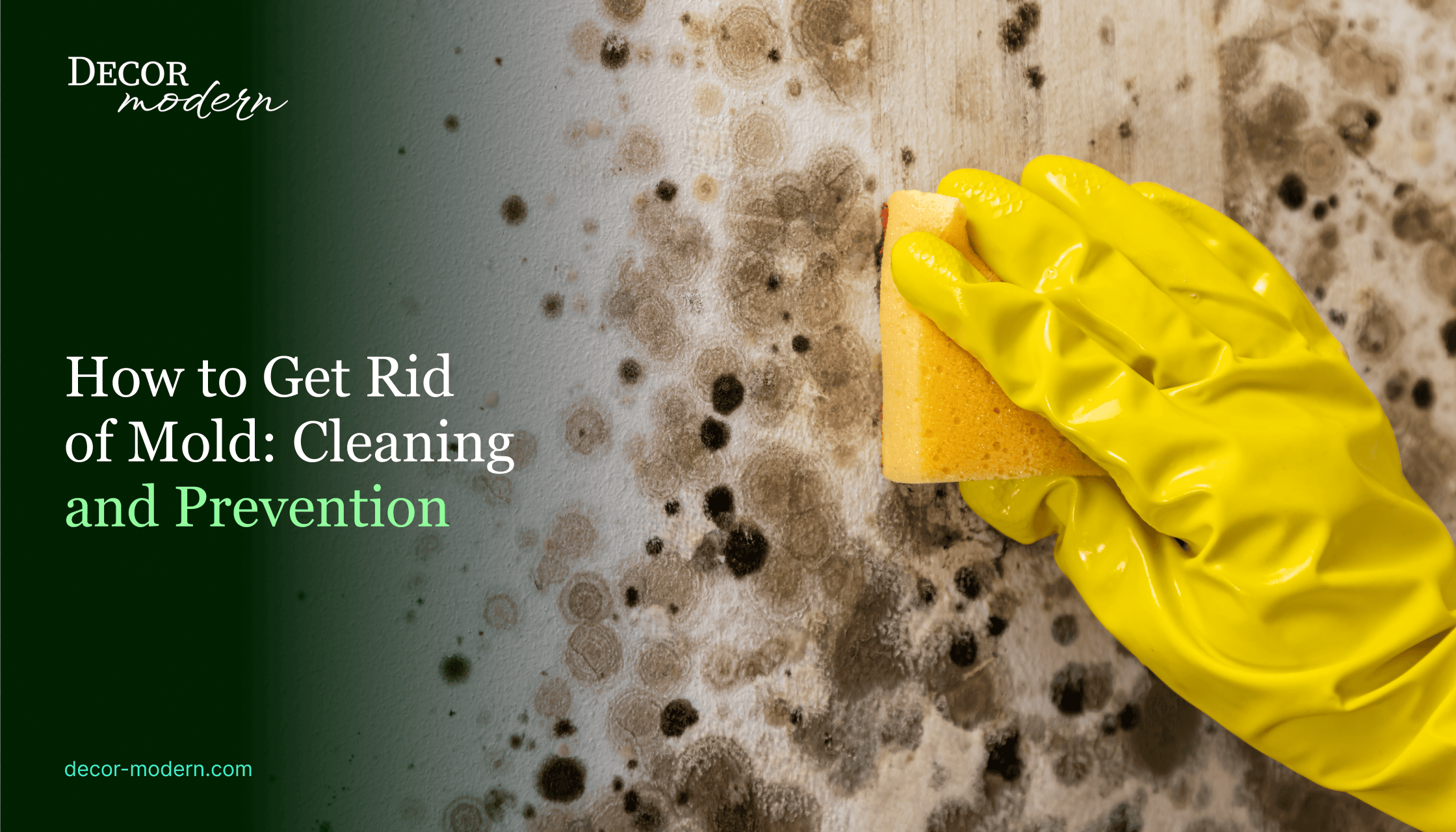 How to Get Rid of Mold: Cleaning and Prevention