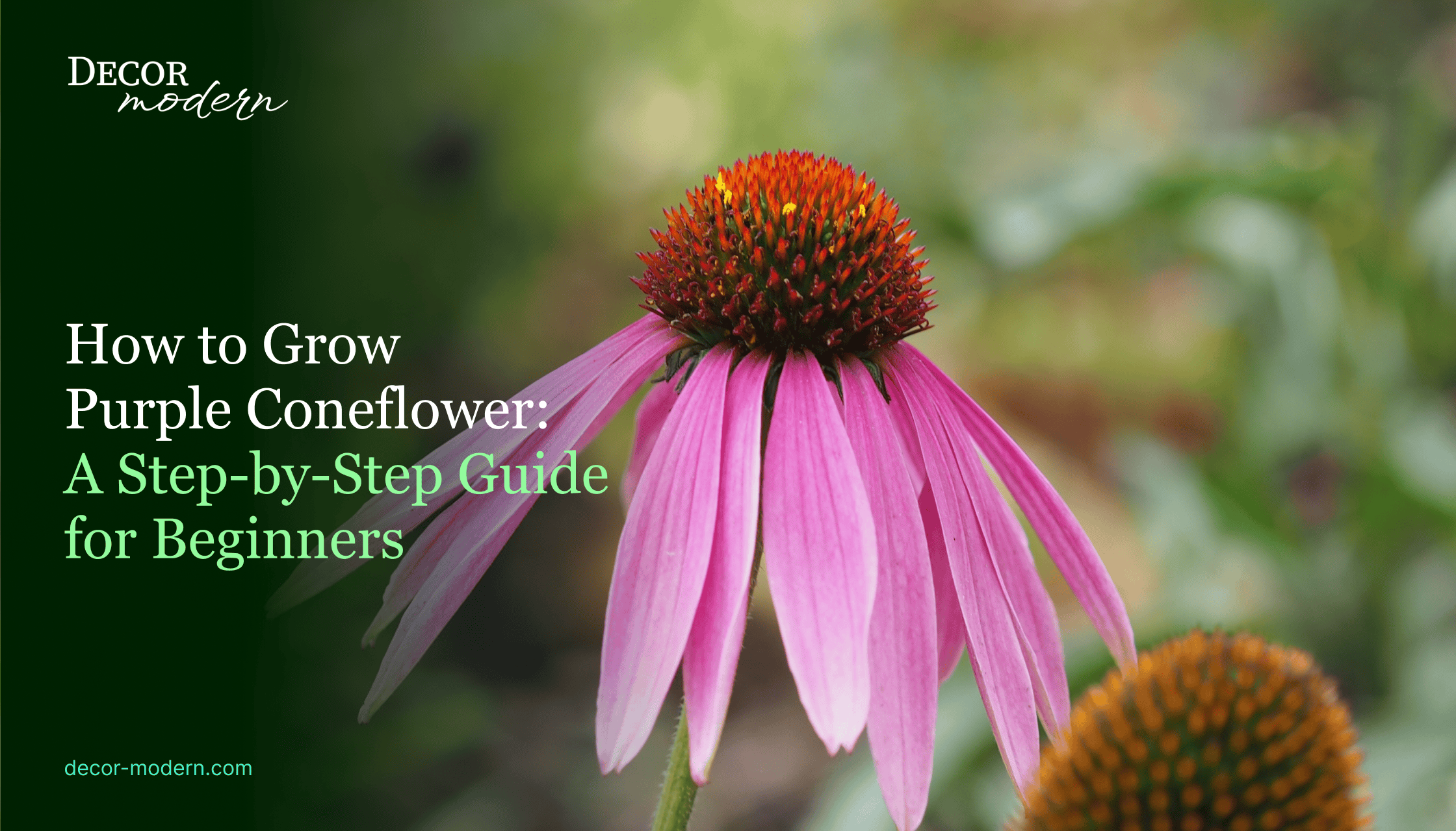 How to Grow Purple Coneflower: A Step-by-Step Guide for Beginners