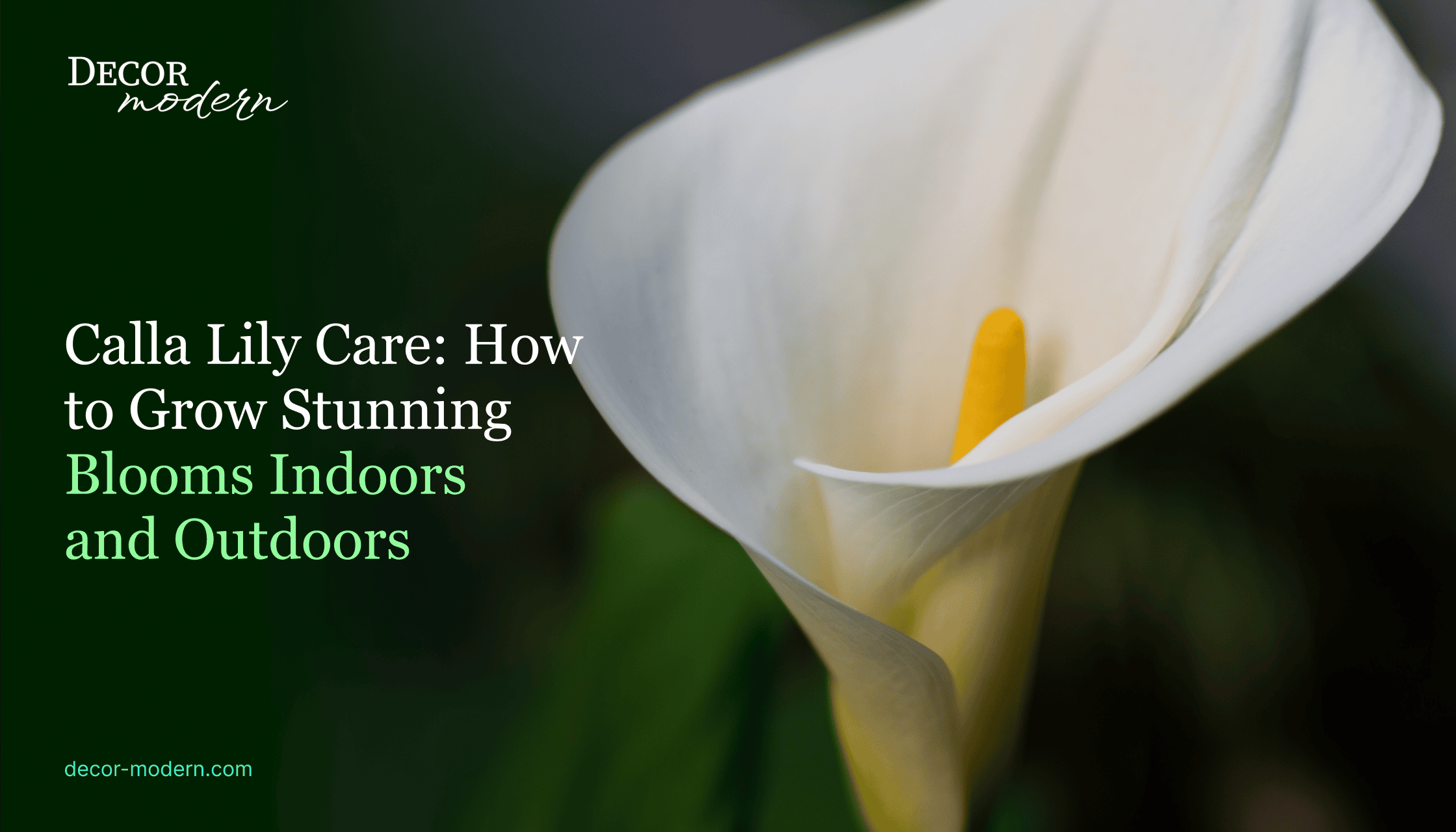 Calla Lily Care: How to Grow Stunning Blooms Indoors and Outdoors