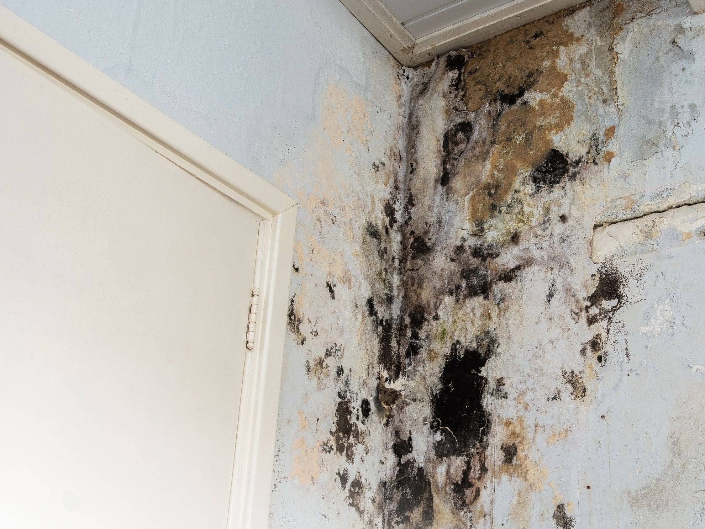 Reliable Remediation Mold Removal 07