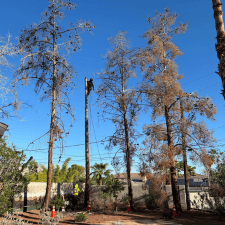 Tree climber performing technical tree removal in Las Vegas