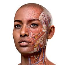 Complete Anatomy 11.5.0